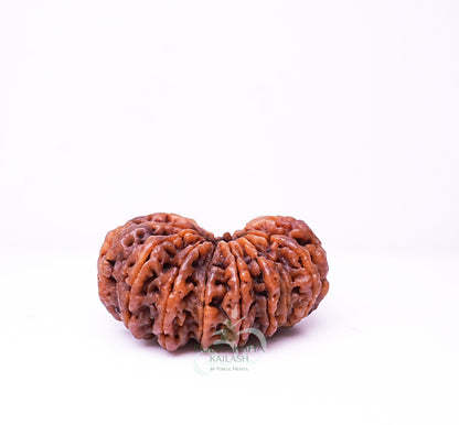17 Mukhi Nepali Rudraksha - 1705