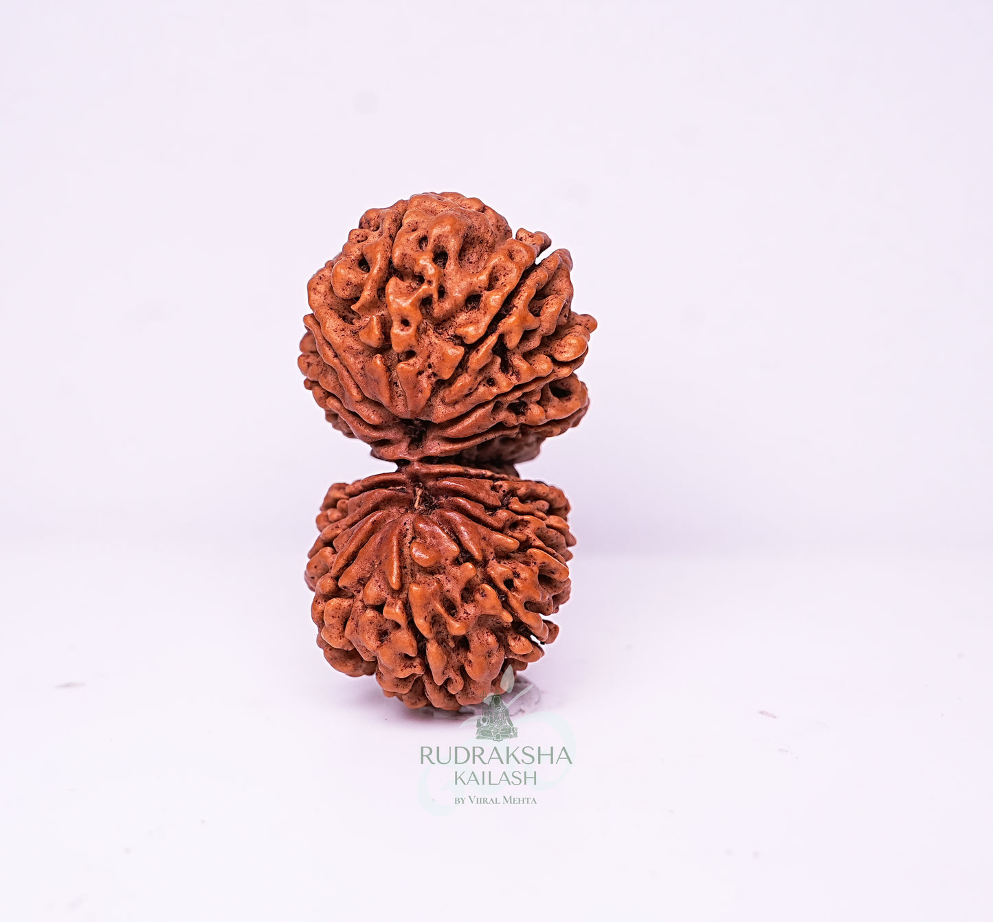 17 Mukhi Nepali Rudraksha - 1706
