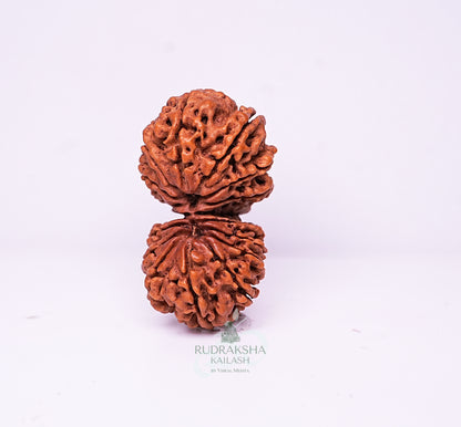 17 Mukhi Nepali Rudraksha - 1706