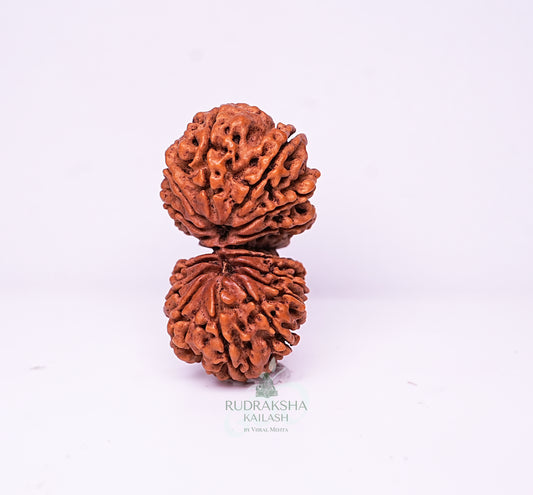 17 Mukhi Nepali Rudraksha - 1706