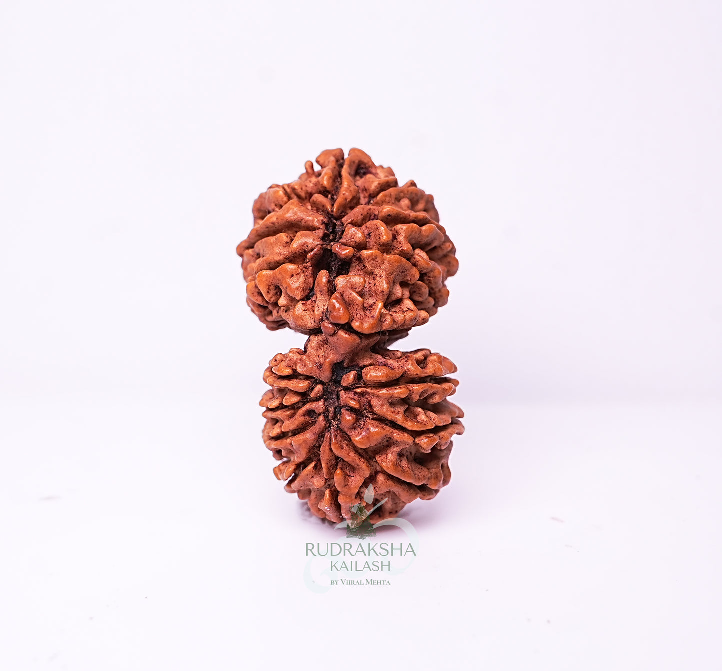 17 Mukhi Nepali Rudraksha - 1706