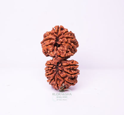 17 Mukhi Nepali Rudraksha - 1706