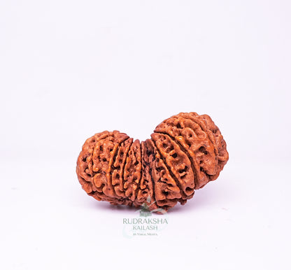 17 Mukhi Nepali Rudraksha - 1706