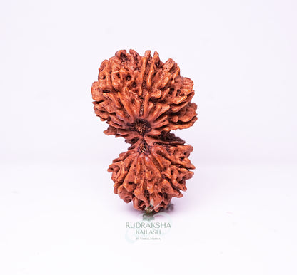 17 Mukhi Nepali Rudraksha - 1707