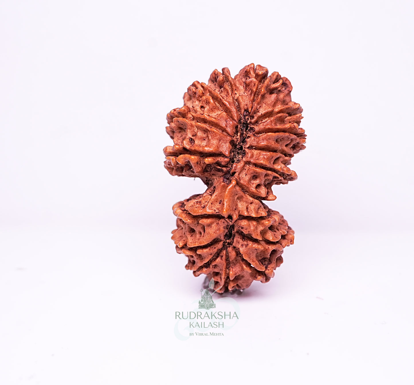 17 Mukhi Nepali Rudraksha - 1707