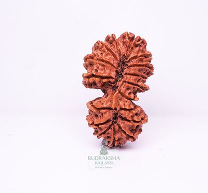 17 Mukhi Nepali Rudraksha - 1707