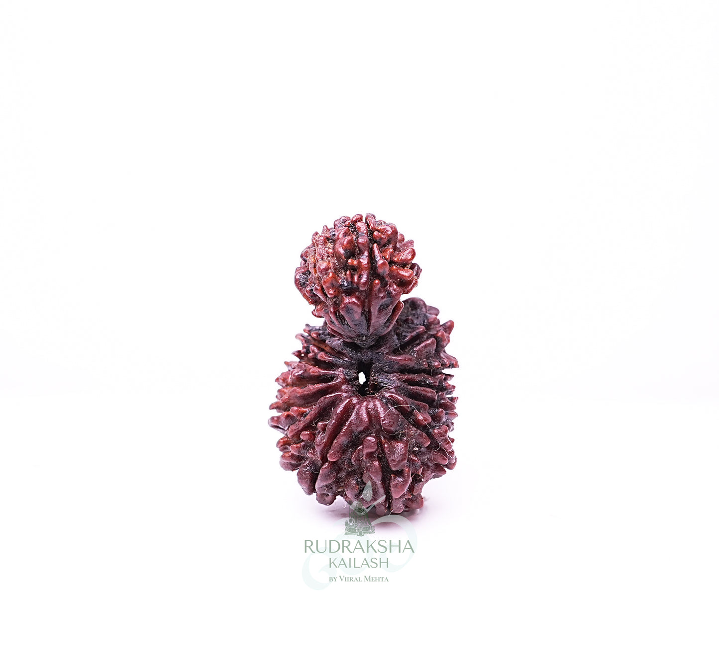 17 Mukhi Nepali Rudraksha - 1708