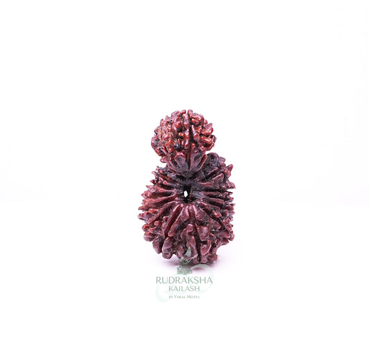 17 Mukhi Nepali Rudraksha - 1708