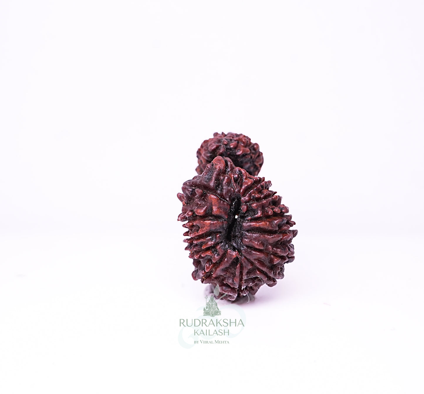 17 Mukhi Nepali Rudraksha - 1708