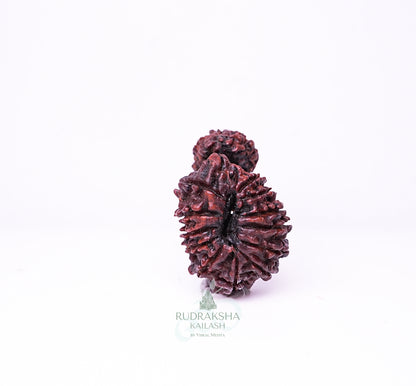17 Mukhi Nepali Rudraksha - 1708