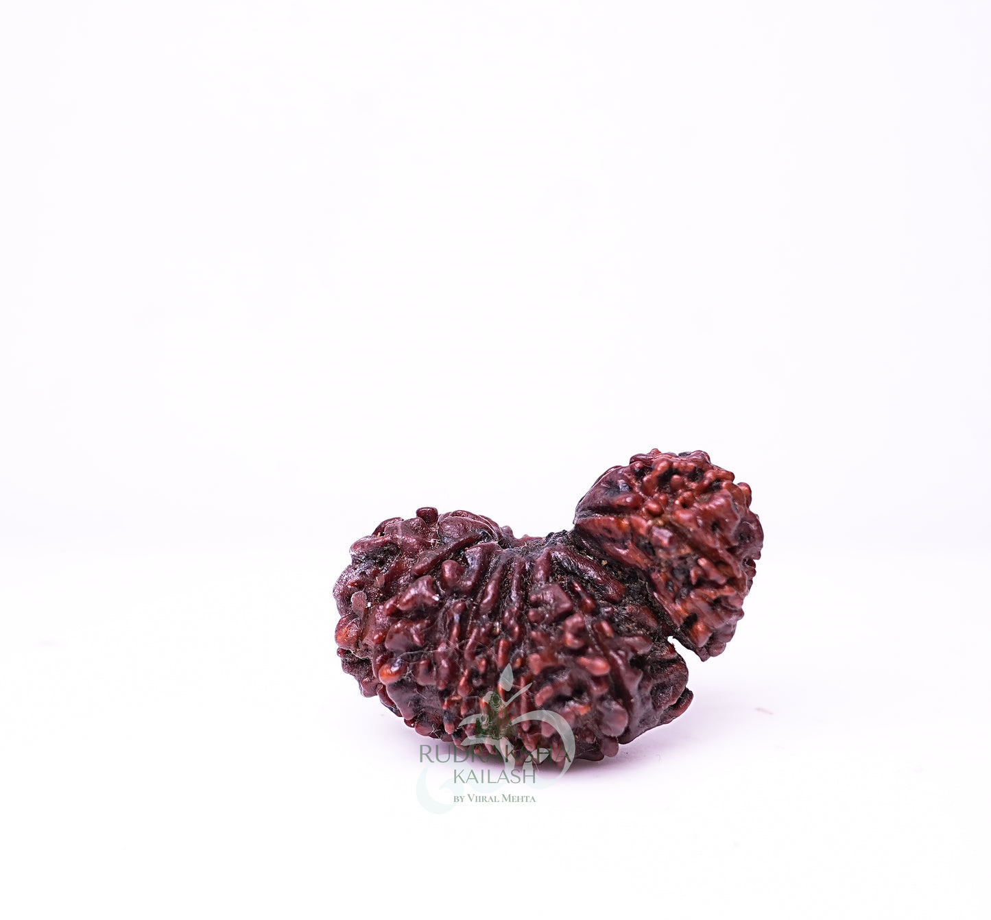 17 Mukhi Nepali Rudraksha - 1708