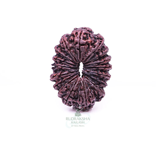 17 Mukhi Nepali Rudraksha - 1709