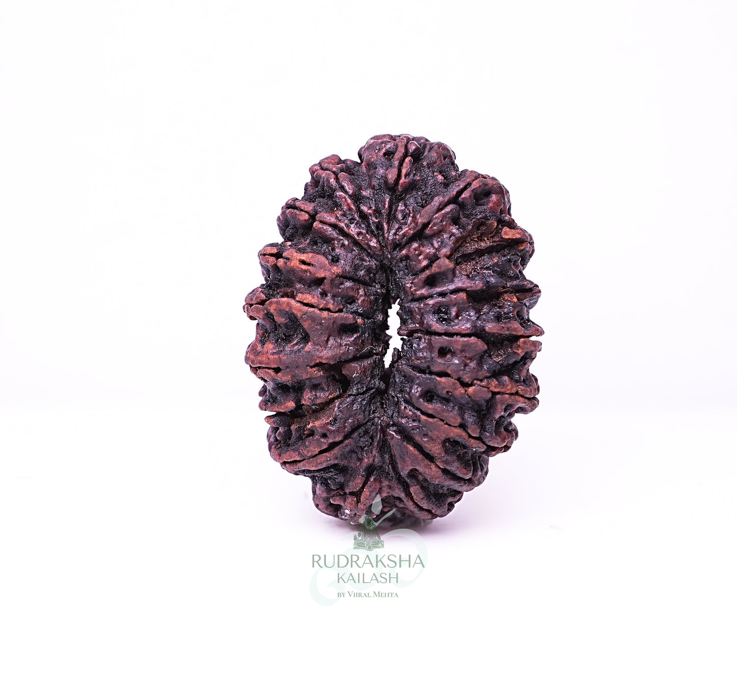 17 Mukhi Nepali Rudraksha - 1709