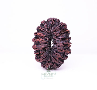 17 Mukhi Nepali Rudraksha - 1709