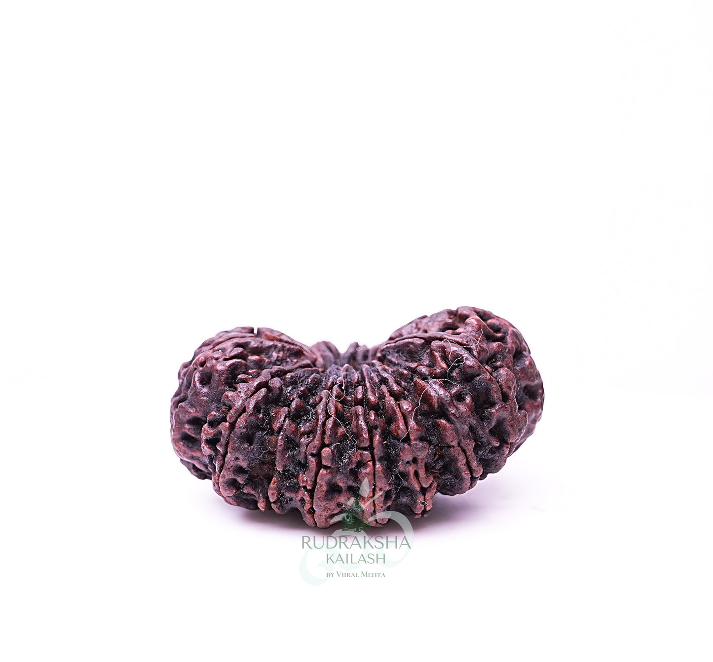 17 Mukhi Nepali Rudraksha - 1709