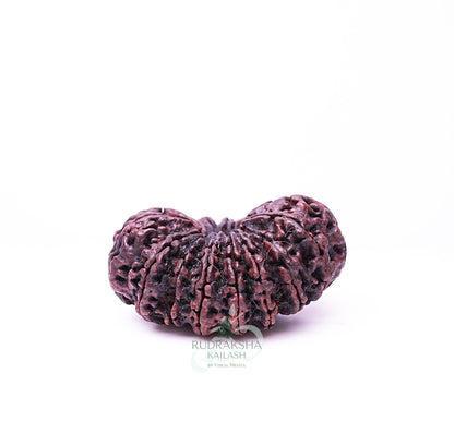 17 Mukhi Nepali Rudraksha - 1709