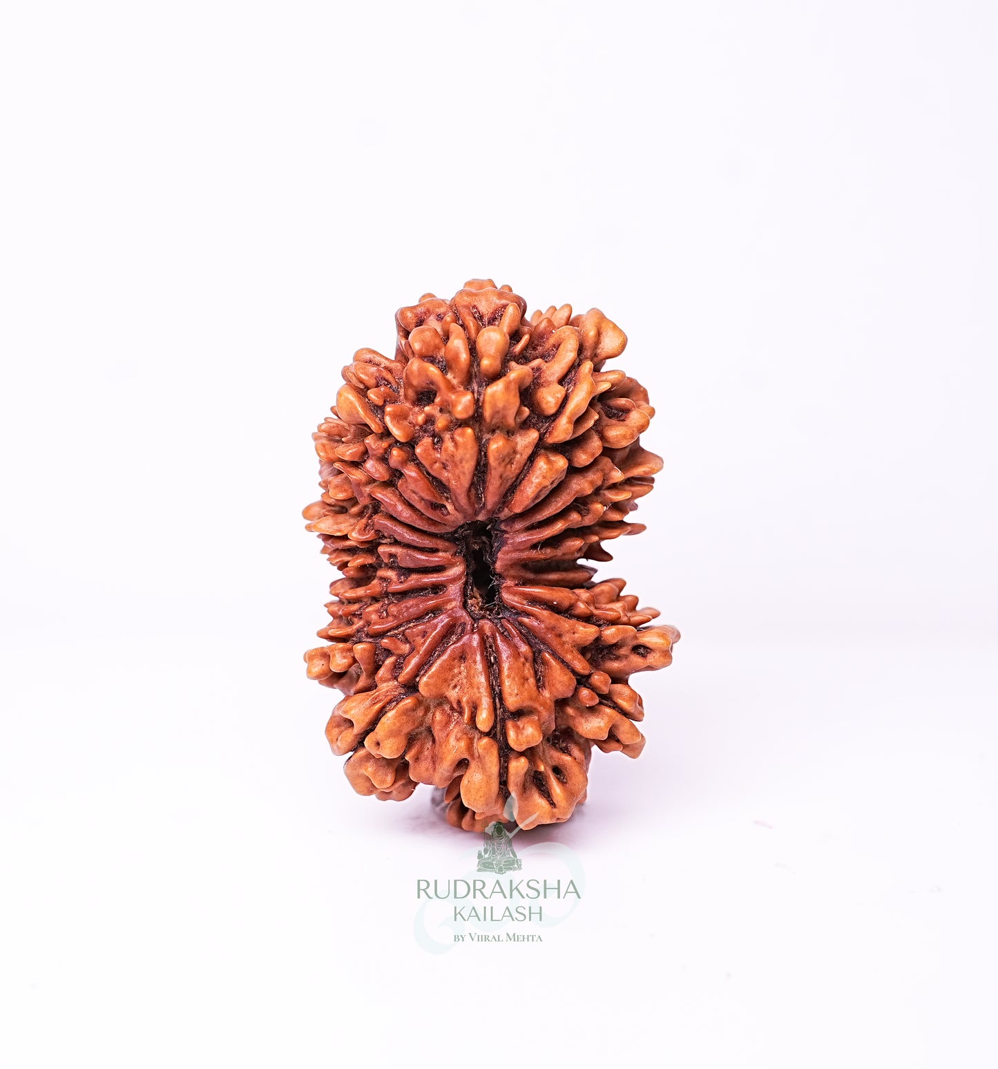 18 Mukhi Nepali Rudraksha - 1801
