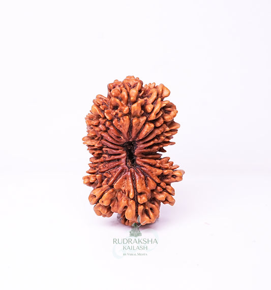 18 Mukhi Nepali Rudraksha - 1801