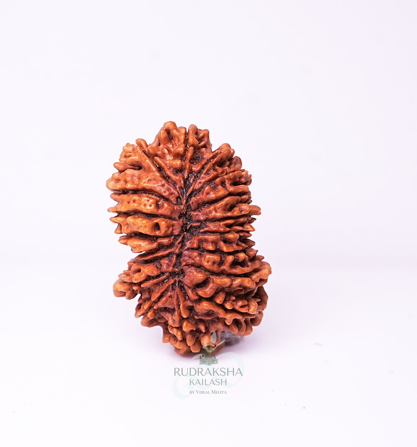 18 Mukhi Nepali Rudraksha - 1801
