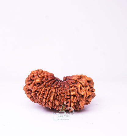18 Mukhi Nepali Rudraksha - 1801