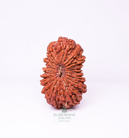 18 Mukhi Nepali Rudraksha - 1802