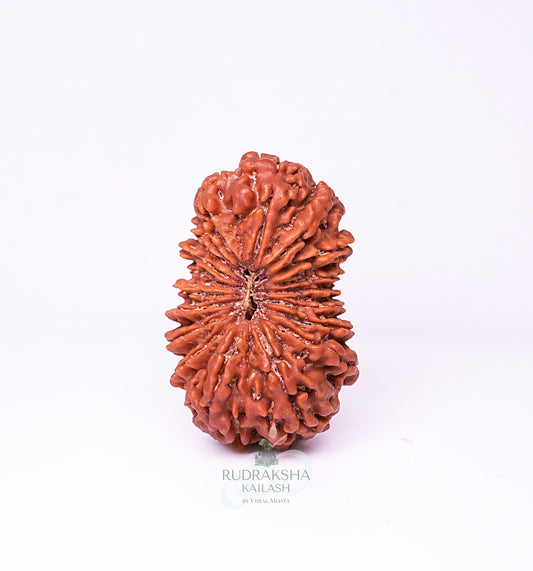 18 Mukhi Nepali Rudraksha - 1802