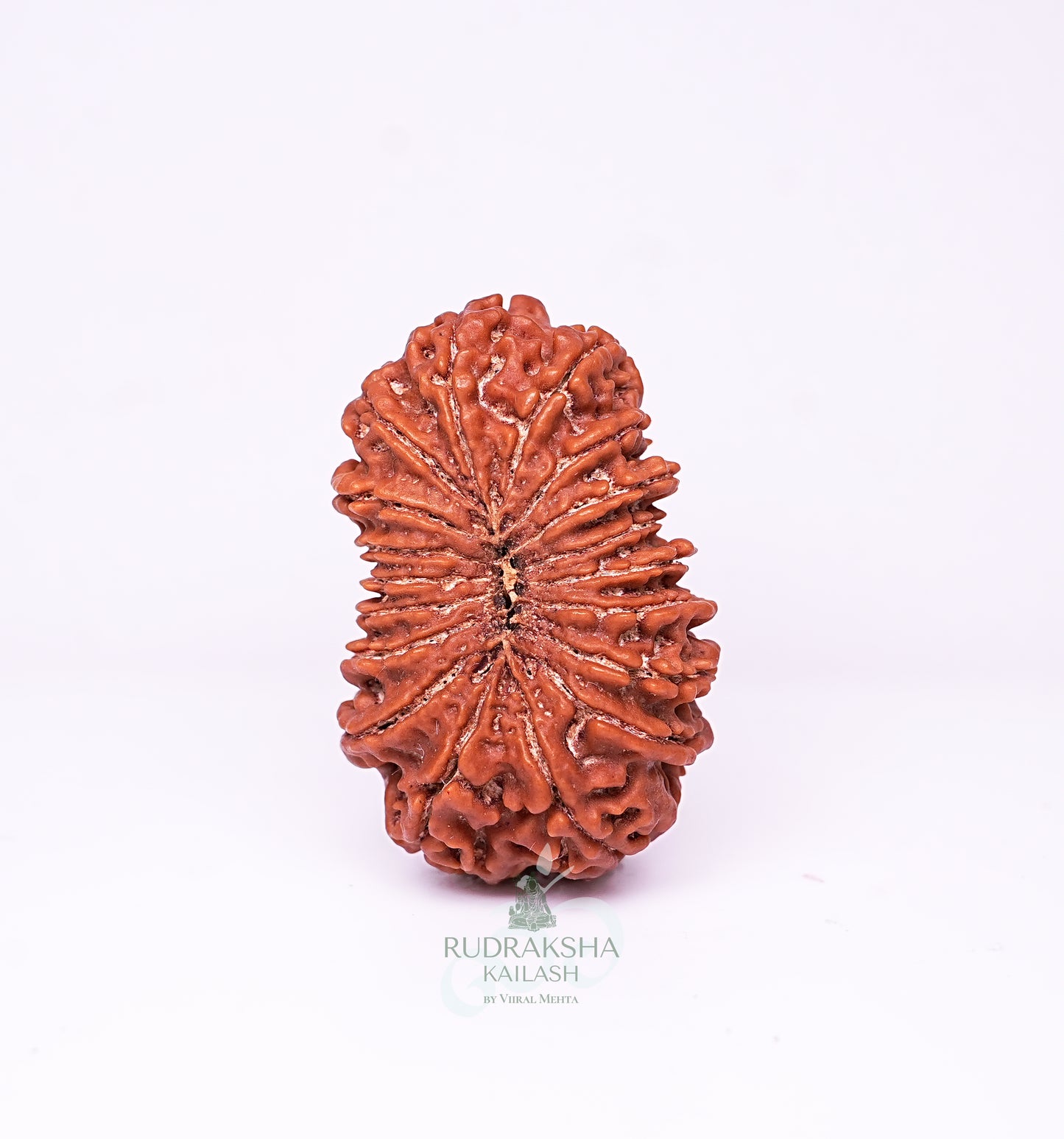 18 Mukhi Nepali Rudraksha - 1802