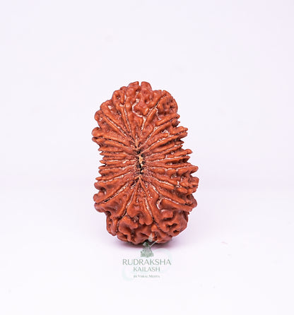 18 Mukhi Nepali Rudraksha - 1802
