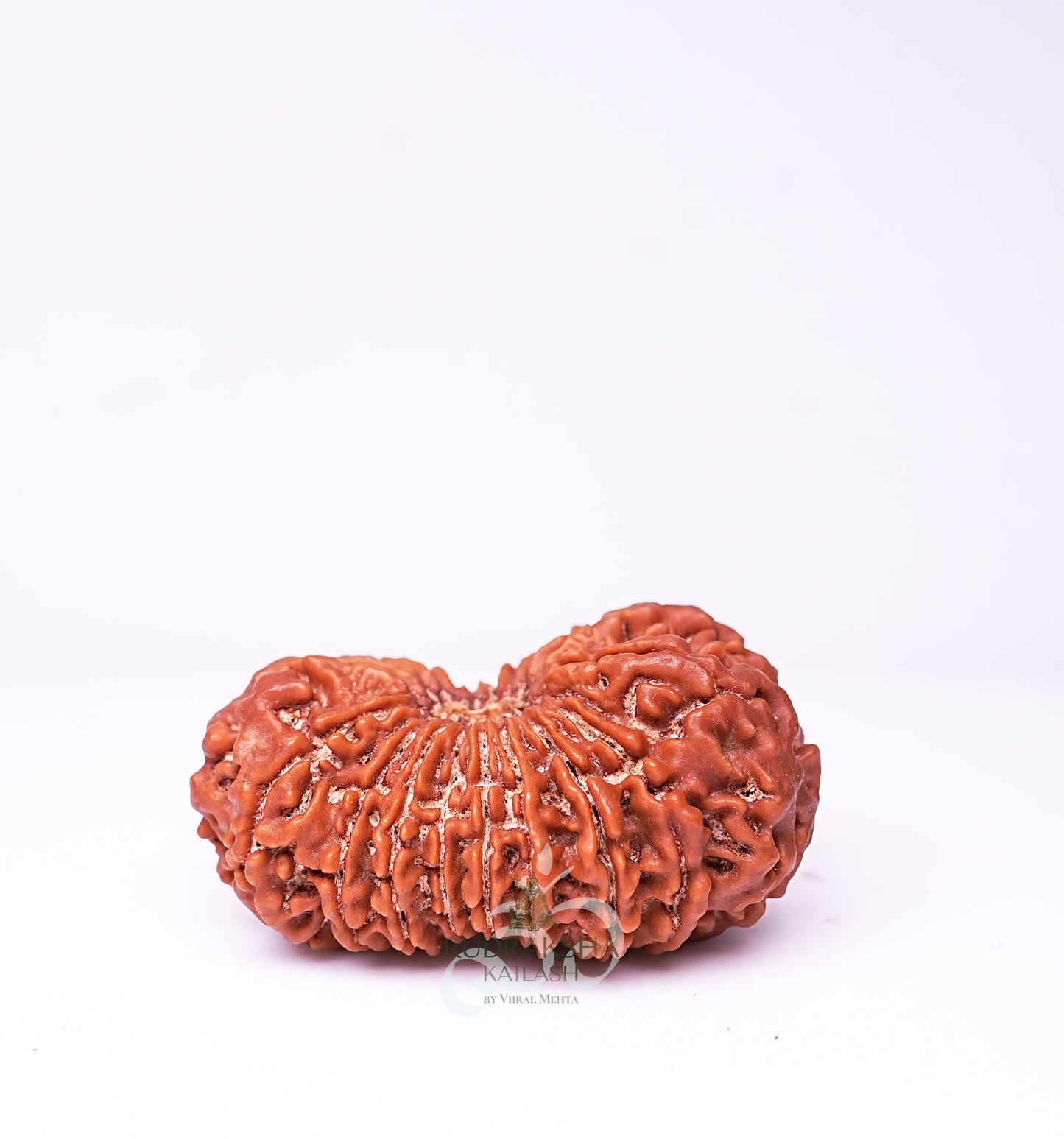 18 Mukhi Nepali Rudraksha - 1802