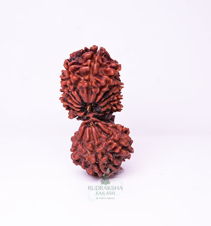 18 Mukhi Nepali Rudraksha - 1803