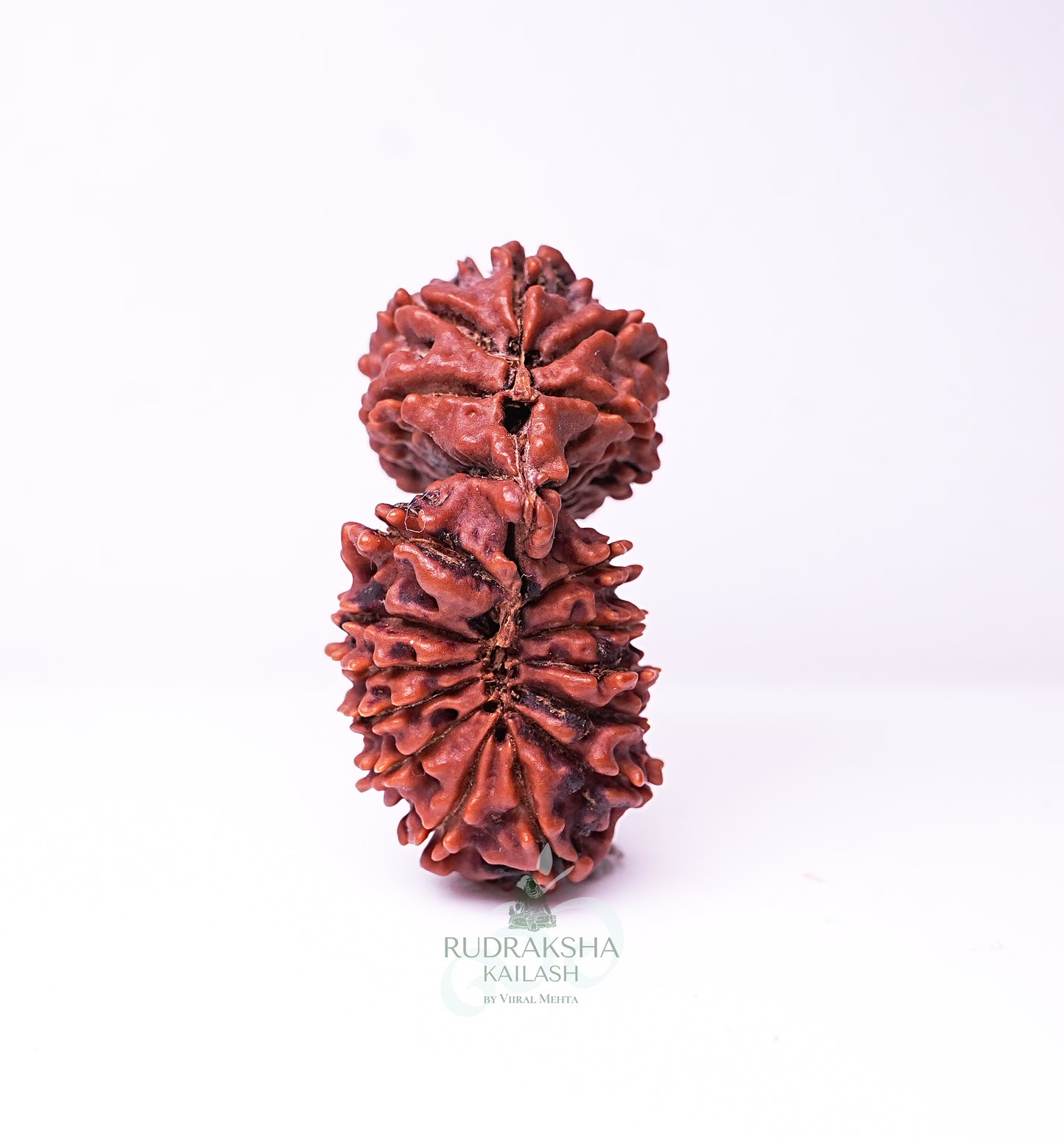 18 Mukhi Nepali Rudraksha - 1803