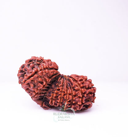 18 Mukhi Nepali Rudraksha - 1803