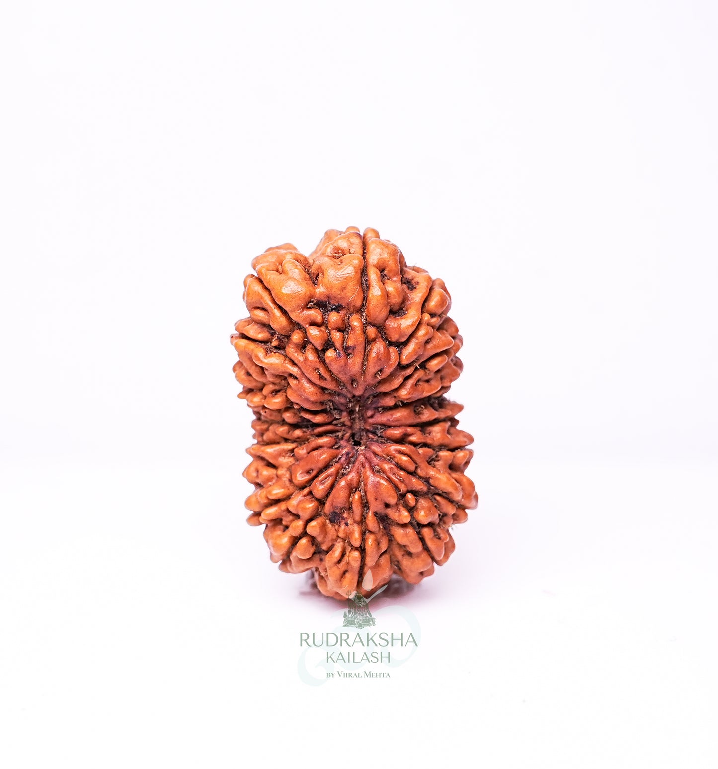 18 Mukhi Nepali Rudraksha - 1804