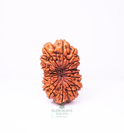 18 Mukhi Nepali Rudraksha - 1804