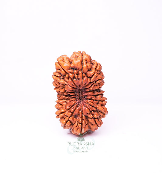 18 Mukhi Nepali Rudraksha - 1804