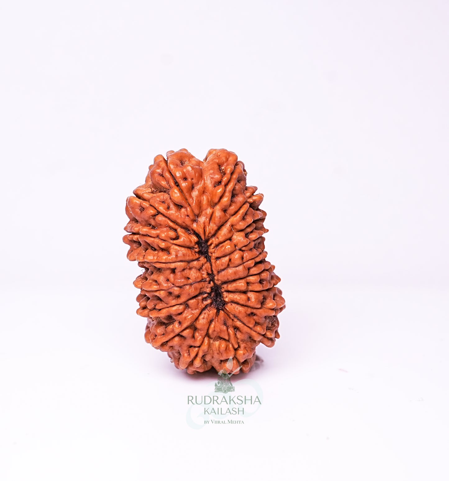 18 Mukhi Nepali Rudraksha - 1804