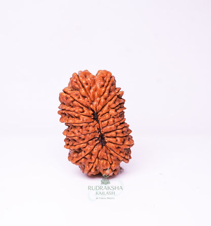 18 Mukhi Nepali Rudraksha - 1804