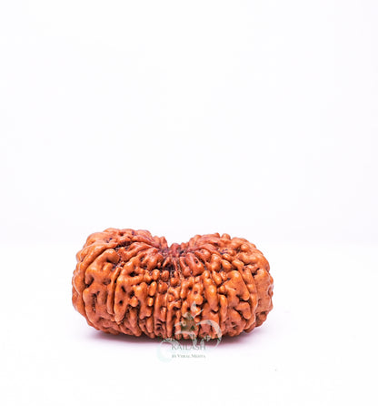 18 Mukhi Nepali Rudraksha - 1804