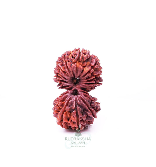 18 Mukhi Nepali Rudraksha - 1805
