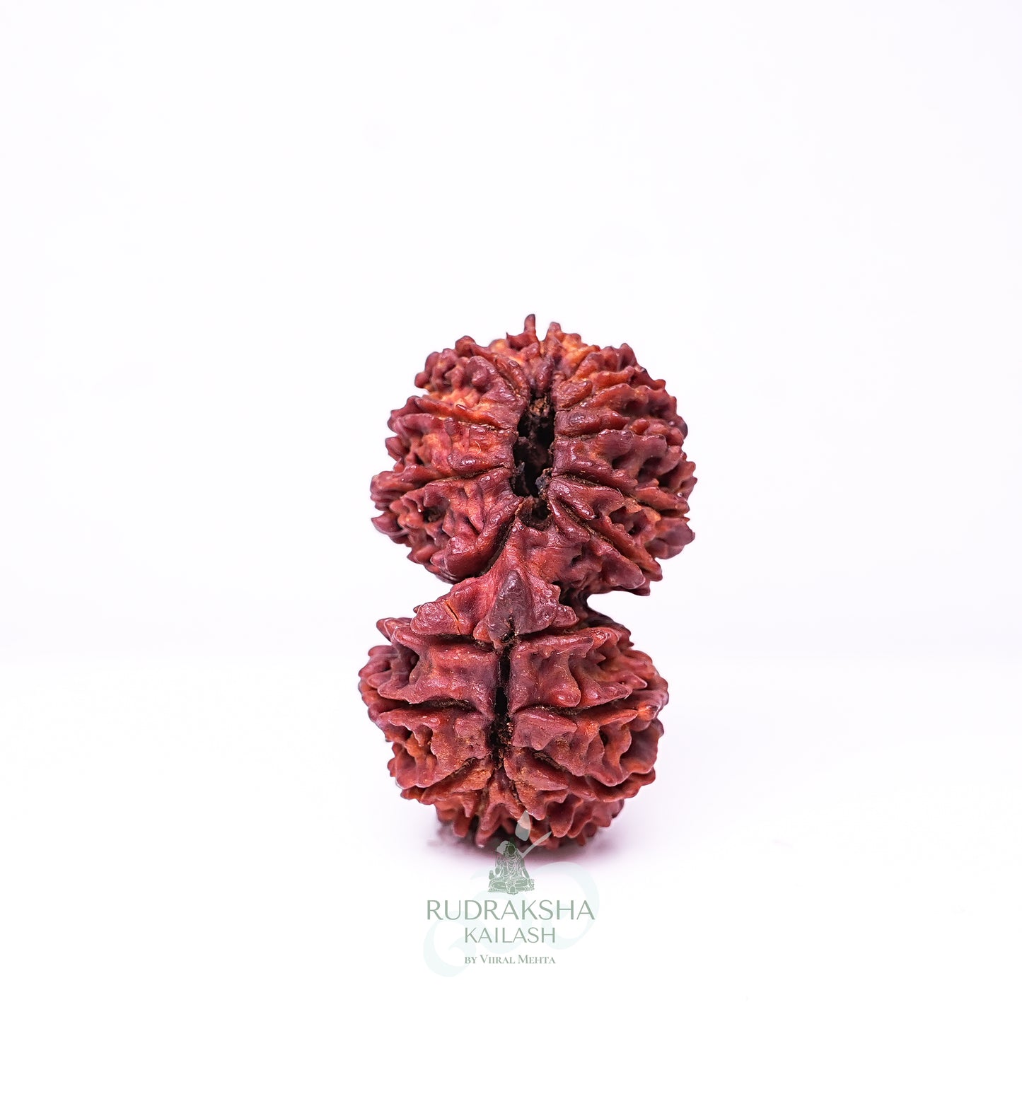 18 Mukhi Nepali Rudraksha - 1805
