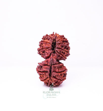 18 Mukhi Nepali Rudraksha - 1805