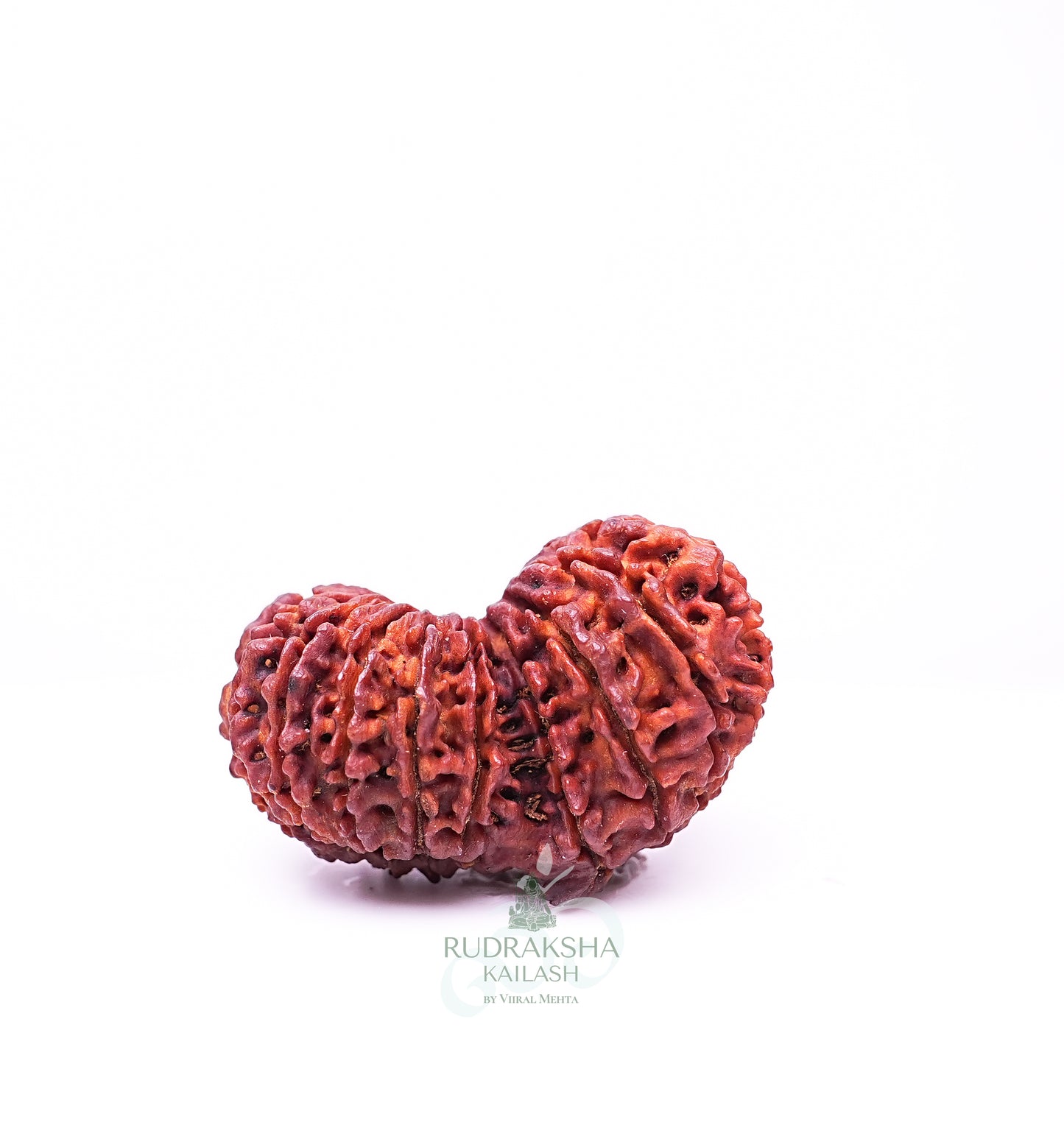 18 Mukhi Nepali Rudraksha - 1805
