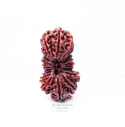 19 Mukhi Nepali Rudraksha - 1901