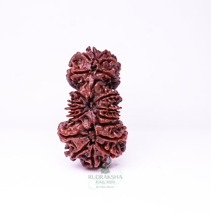 19 Mukhi Nepali Rudraksha - 1901