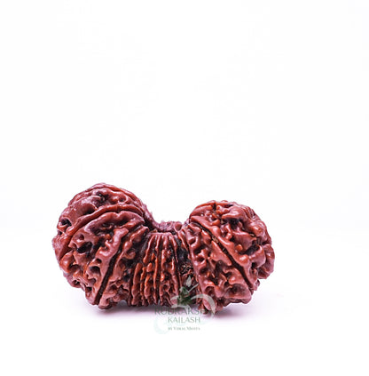 19 Mukhi Nepali Rudraksha - 1901