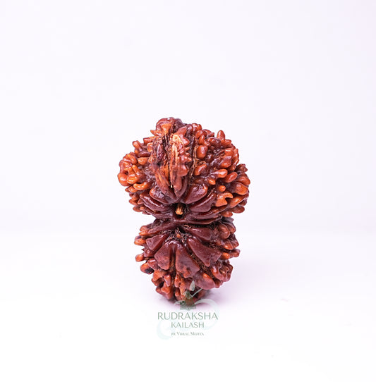 19 Mukhi Nepali Rudraksha - 1902