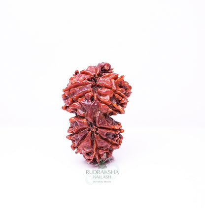 19 Mukhi Nepali Rudraksha - 1902