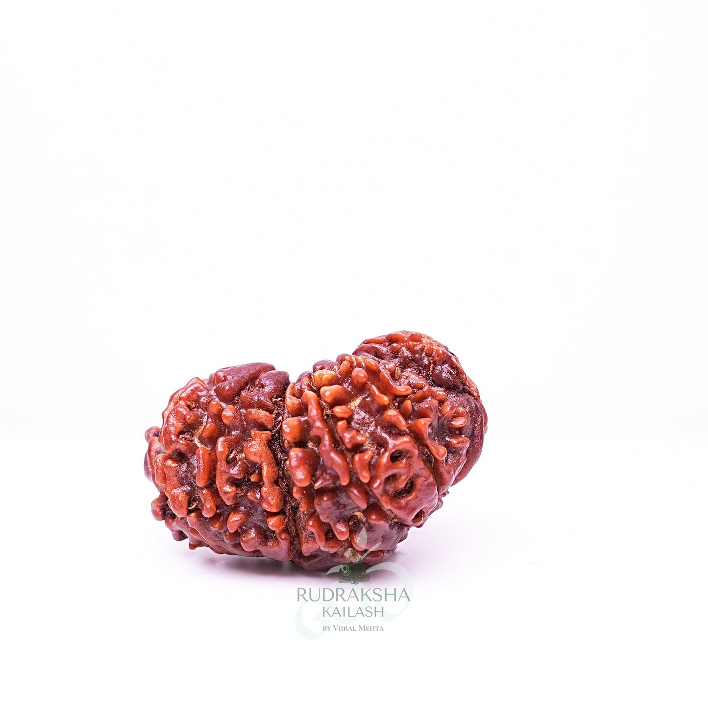 19 Mukhi Nepali Rudraksha - 1902