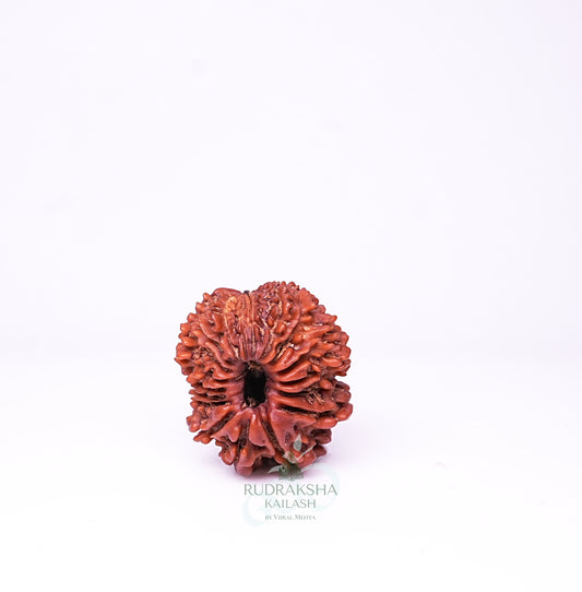 19 Mukhi Nepali Rudraksha - 1903