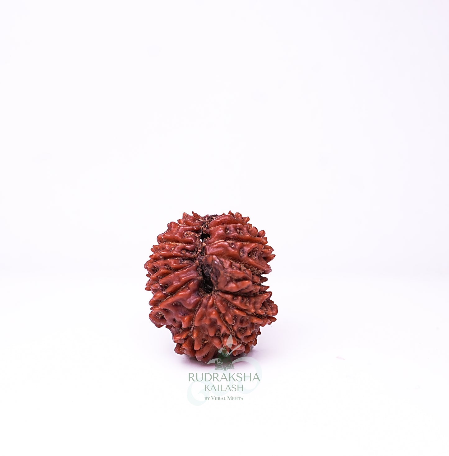 19 Mukhi Nepali Rudraksha - 1903
